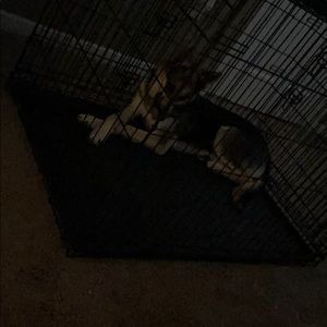 Meet your Posher, Henry